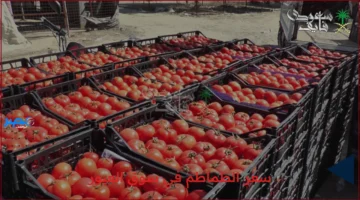 سعر الطماطم.. ارتفاع قياسي جديد في سوق العبور اليوم